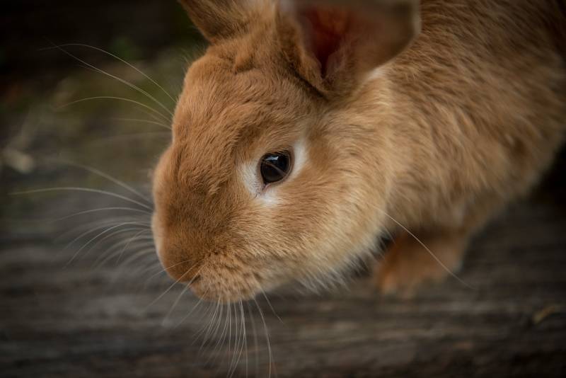 Trouver une mutuelle au meilleur prix pour NAC en Normandie (Nouvel Animal de Compagnie)