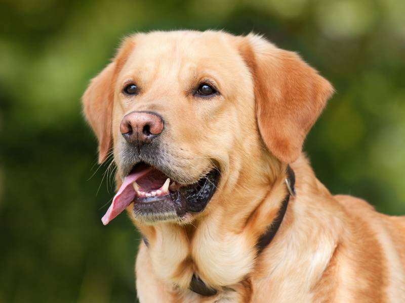 Prix mutuelle pour son animal de compagnie chien / chat à Yvetot 76